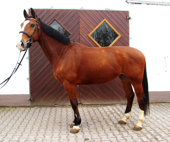 Schulpferd Wilano